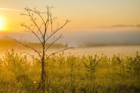 自然 早晨 轮廓 绿色植物 土地 黎明 风景 树叶 领域