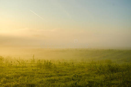 早晨 森林 风景 薄雾 黎明 桦木 松木 丘陵 轮廓 树叶