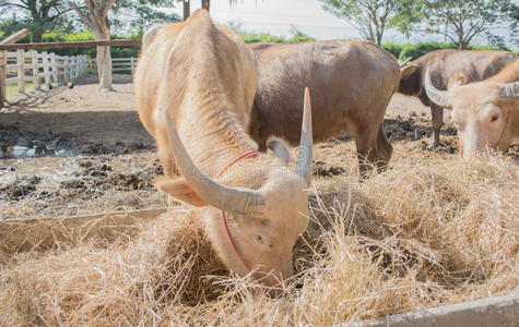 水牛吃干草白水牛照片