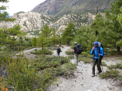 风景 通路 布拉卡 近的 自然 地区 公园 喜马拉雅山 草地