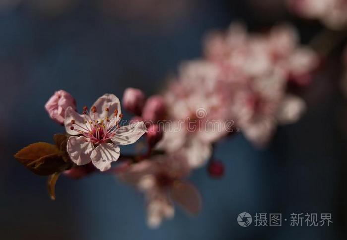 美女 自然 日本人 植物区系 浪漫的 变模糊 艺术 假日