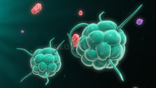 溶酶体 插图 食客 医疗保健 人类 攻击 细菌 细胞