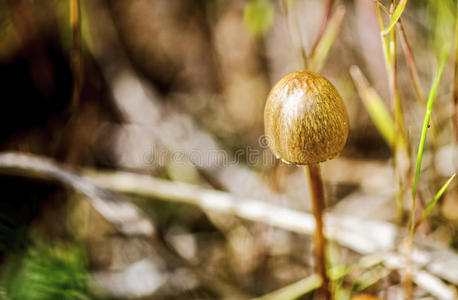 公司 日志 落下 植物 秋天 自然 生长 聚苯乙烯 有机体