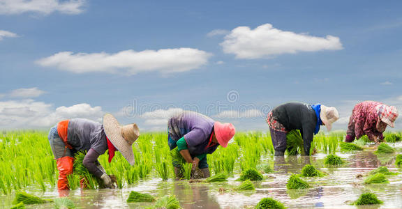 农民在农场里种水稻照片