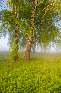 森林 自然 桦木 土地 美丽的 丘陵 薄雾 树叶 黎明 季节