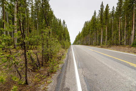 穿越森林的公路