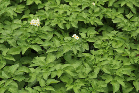 马铃薯植株