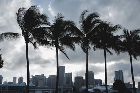 天空 真实的 美国人 建筑学 斯塔 迈阿密 美国 海洋 棕榈