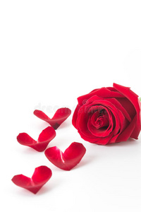 花瓣 招呼 礼物 浪漫 颜色 美女 玫瑰 浪漫的 庆祝 美丽的