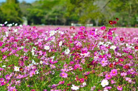 一群粉红色的花朵宇宙在花园里如此美丽的自然景观在冬季照片