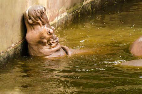 河马水图片