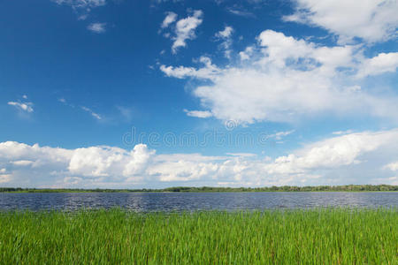 场景 领域 海岸 土地 森林 季节 春天 池塘 美丽的 风景