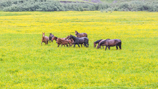 马场的绿色黄油杯花牧场。 雨天。 乡村春季夏季景观