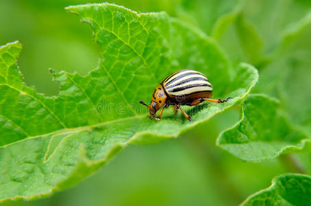 科罗拉多甲虫吃土豆叶幼嫩。 害虫破坏了田野里的庄稼。 野生动物和农业中的寄生虫