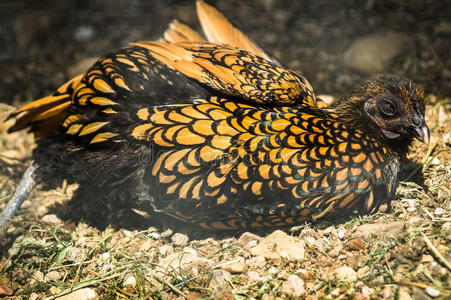 邻里之间俄罗斯农场上的鸡和公鸡.照片