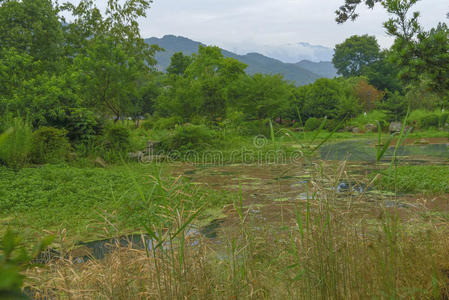 自然 生态学 水草 沼泽 湿地 池塘 植物 风景 环境