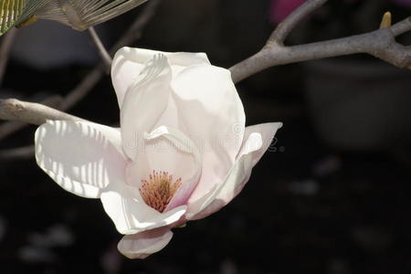 开花 花园 春天 母亲 粉红色 漂亮的 美女