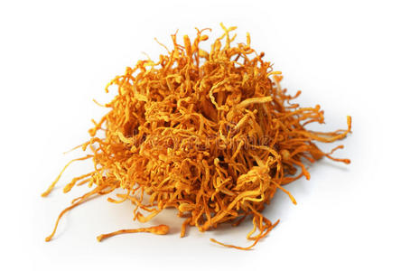 虫草干燥的蛹虫草照片