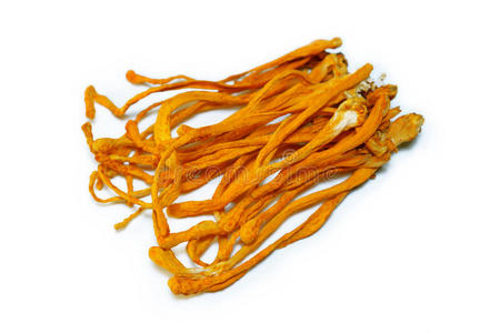 虫草干燥的蛹虫草照片