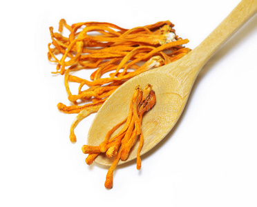 干燥的蛹虫草照片