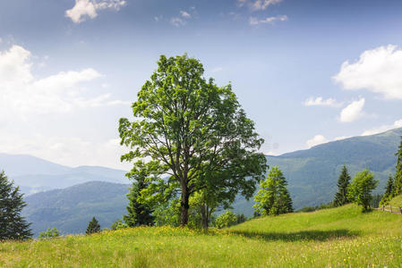 一棵绿色的大树站在山上的草地上