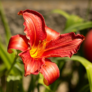 黄花菜