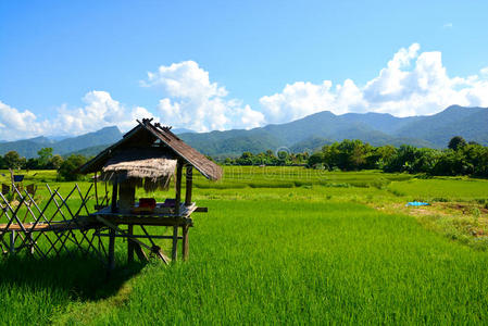 风景 清迈 智力 成长 灌溉 亚洲 农场 艺术 栽培 小屋