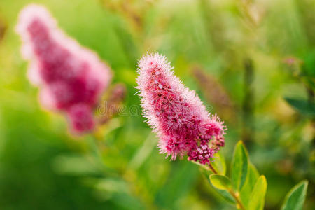 花瓣 外部 花园 园艺 夏天 灌木 粉红色 开花 春天 植物学