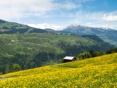小山 阿尔卑斯山 欧洲 植物 牧场 乡村 国家 领域 作物