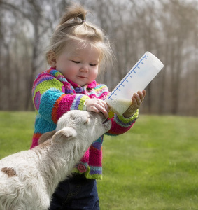 喂养羔羊可爱的小女孩和羔羊照片