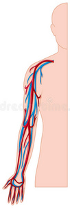 人手臂上的血管