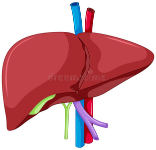 身体 插图 削减 静脉 器官 生物学 人类 解剖 健康 绘画