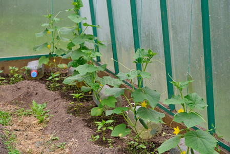 黄瓜植物生长在他们的夏季小屋的温室里