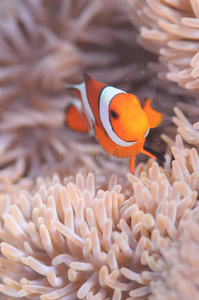 水族馆 自然 印度尼西亚 亚洲 银莲花 拉贾 生活 少年