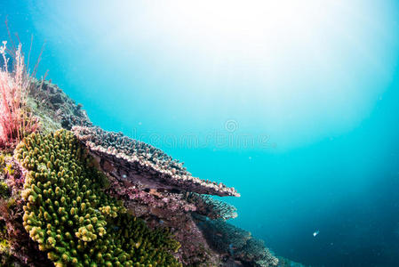 珊瑚园