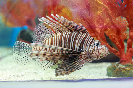 肖像埃及达哈布附近沉船灯塔上的狮子鱼狮子鱼狮子, 袋鼠, 长颈鹿