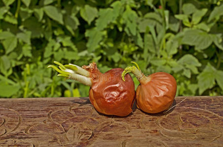 营养 花园 植物 电灯泡 嫩枝 自然 食物 饮食 美食家