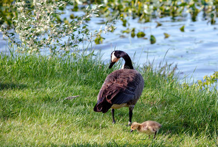小鸡 密歇根州 春天 野生动物 自然 池塘 小鹅 搜索 宝贝
