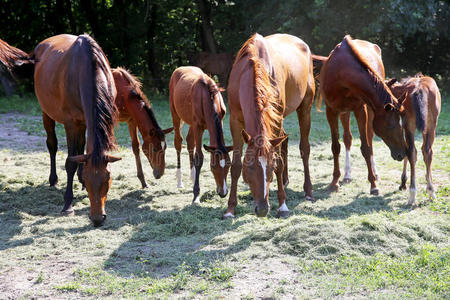 板栗 马驹 喂养 颜色 畜栏 领域 菲莉 农事 动物 吃草