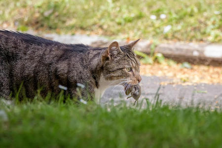 猫捉老鼠，狩猎动物