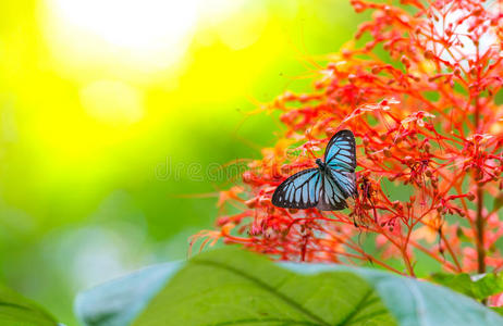 蓝色蝴蝶，背景为Bokeh