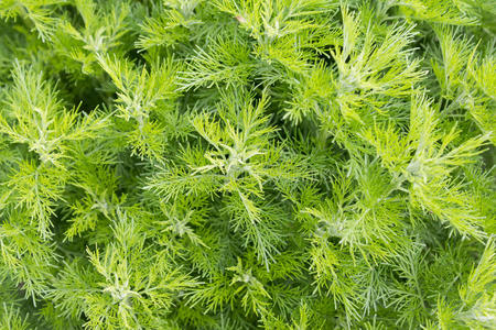 树叶 生态学 牛膝 花园 环境 灌木 花的 园艺 生物学