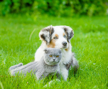 草地猫澳大利亚牧羊犬和一只猫躺在绿草地上照片