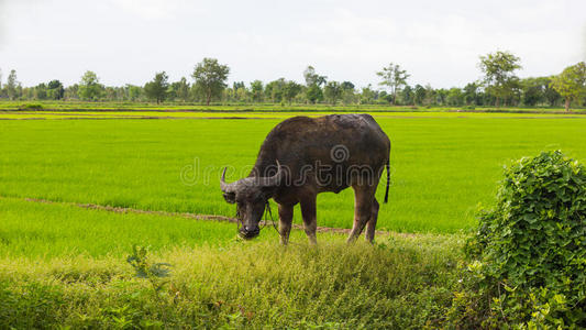 自然 农场 重的 肌肉 文化 动物 草地 收获 美丽的 国家的