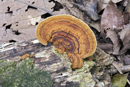 黑暗中的生物图片