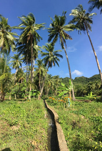 风景 植物 旅行 农业 灌溉 天空 农场 国家 生长 菲律宾