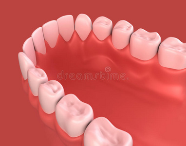下牙龈和牙齿的三维插图。