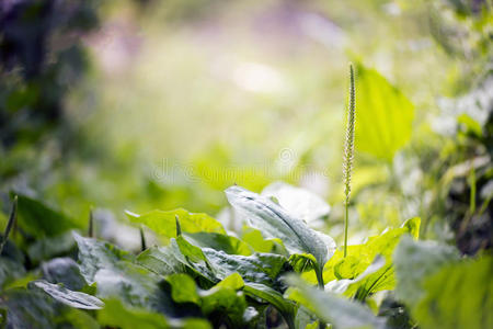 特写镜头 自然 草药 草本植物 颜色 医学 生长 鹿角 植物学