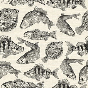 鱼类学 比目鱼 海洋 插图 动物群 淡水 鲫鱼 鲱鱼 艺术品