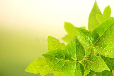 在青草上, 秋红枫叶宏绿色的树叶与季节树绿树上白色隔离绿色热带树叶